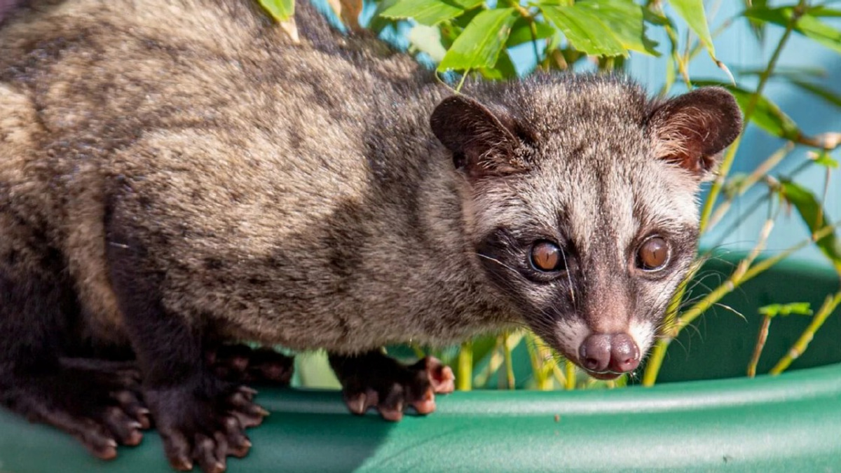 Three men arrested for unlicensed ownership of palm civet cubs in Kelantan operation
