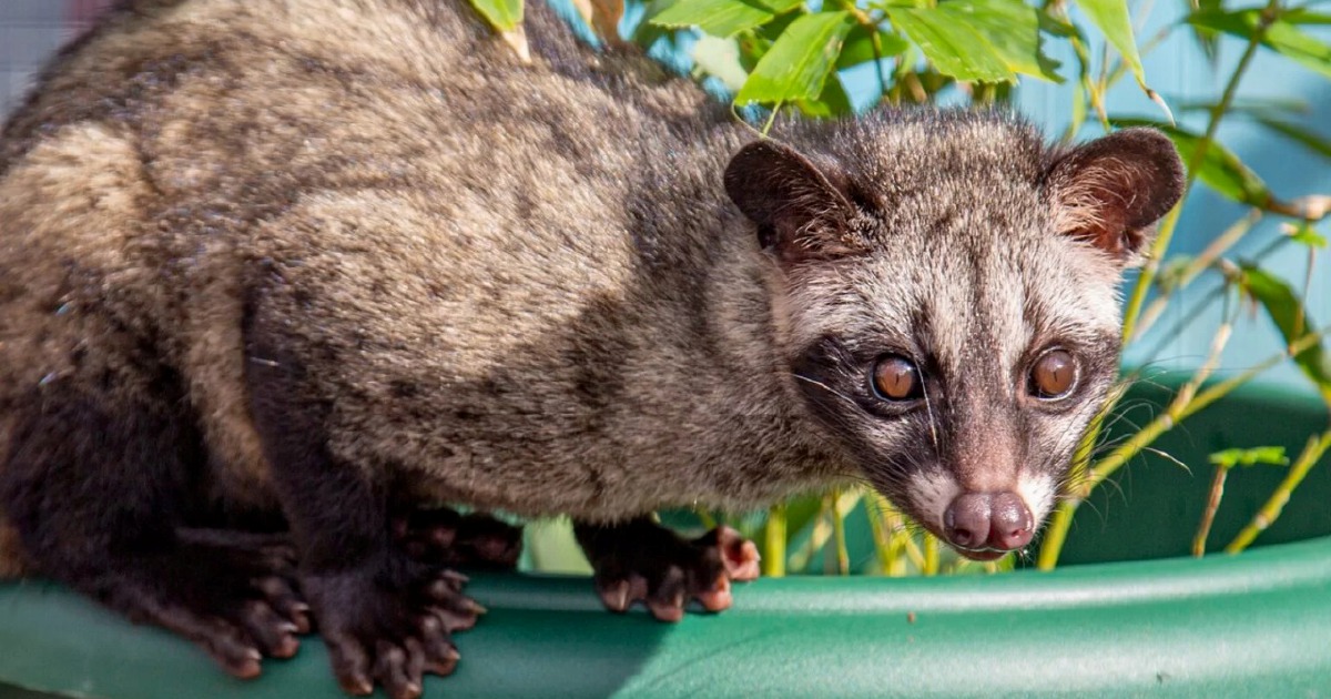 Three men arrested for unlicensed ownership of palm civet cubs in Kelantan operation