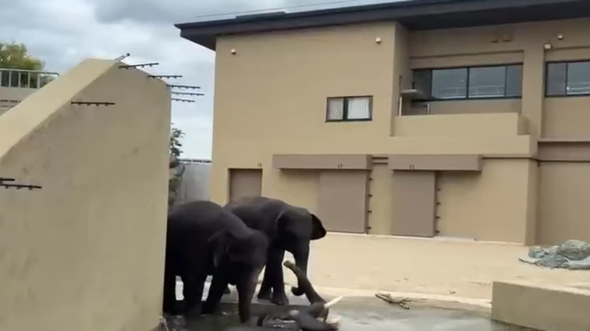 Malaysian Elephants at Japan's Tennoji Zoo Thriving Under International Care Programme