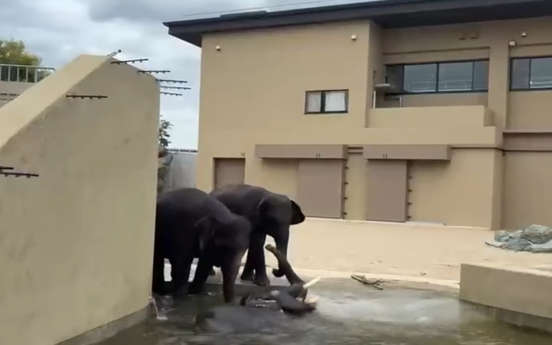 Malaysian Elephants at Japan's Tennoji Zoo Thriving Under International Care Programme