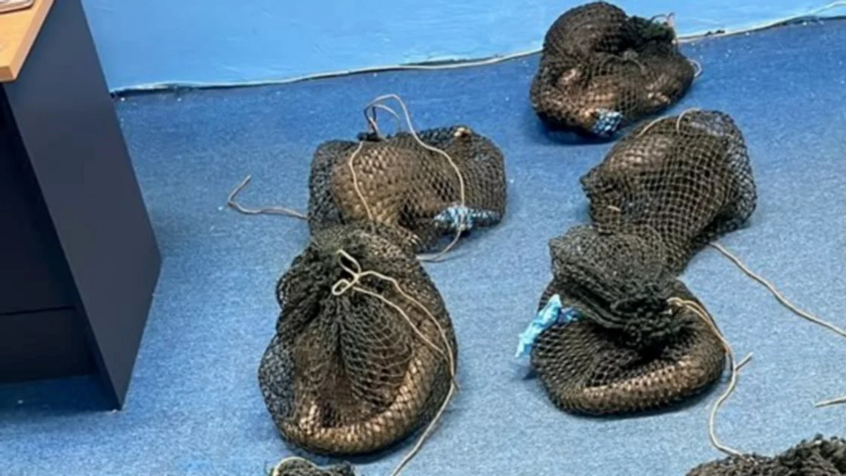 Filipino national held after authorities discover 10 live pangolins and elephant tusk in Sabah operation