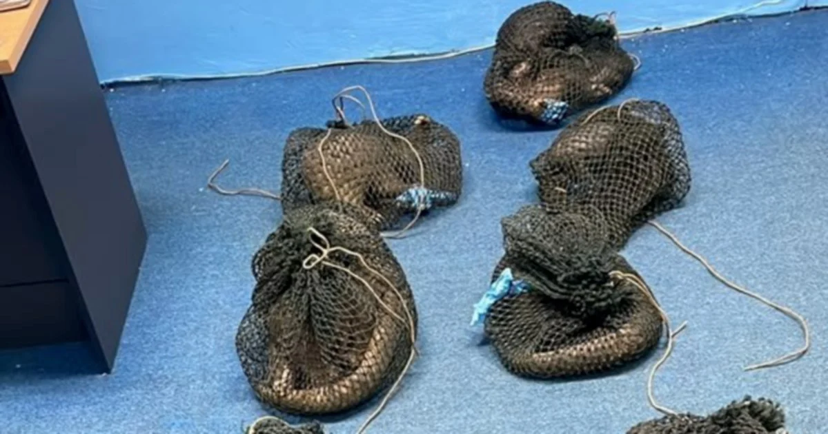 Filipino national held after authorities discover 10 live pangolins and elephant tusk in Sabah operation