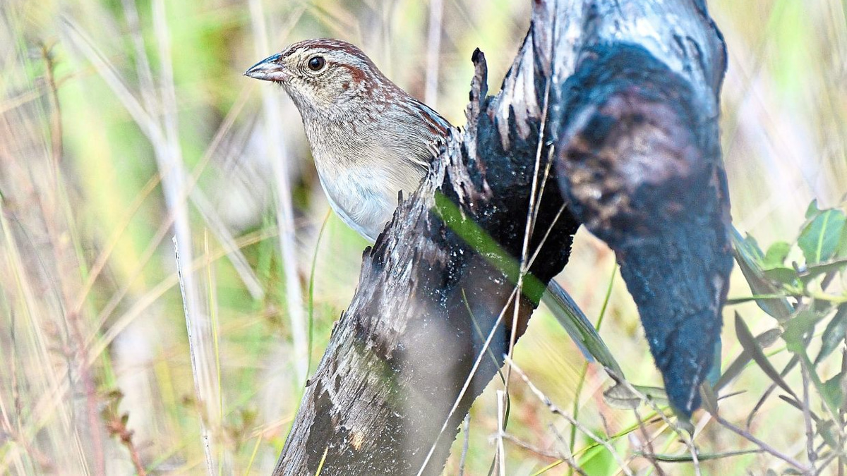 How habitat shapes birdsong: Florida study reveals environment's role in animal communication