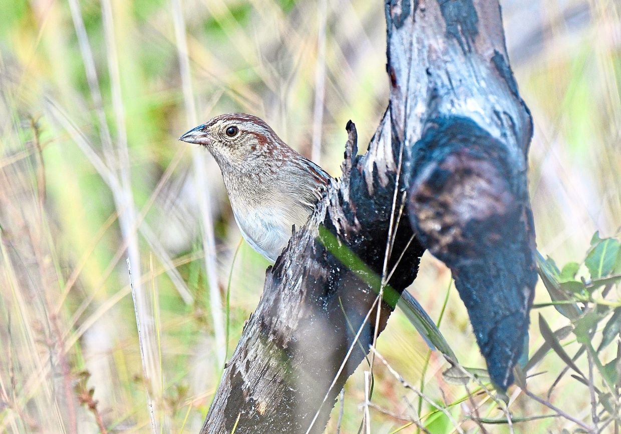 How habitat shapes birdsong: Florida study reveals environment's role in animal communication