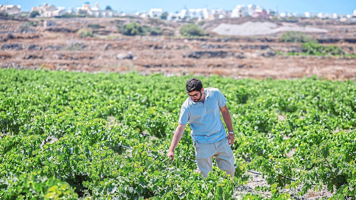 Santorini's Wine Industry Faces Existential Crisis as Climate Change Brings Extreme Heat and Drought
