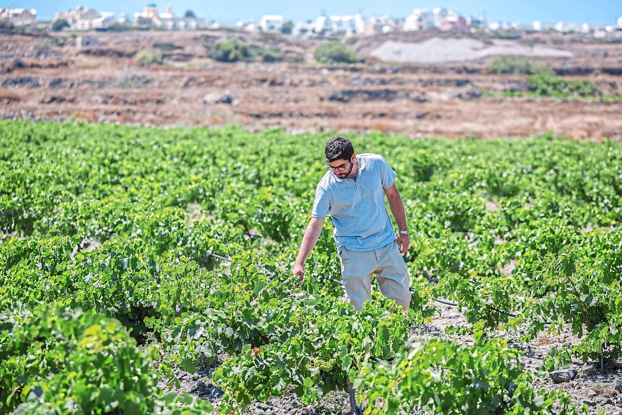Santorini's Wine Industry Faces Existential Crisis as Climate Change Brings Extreme Heat and Drought