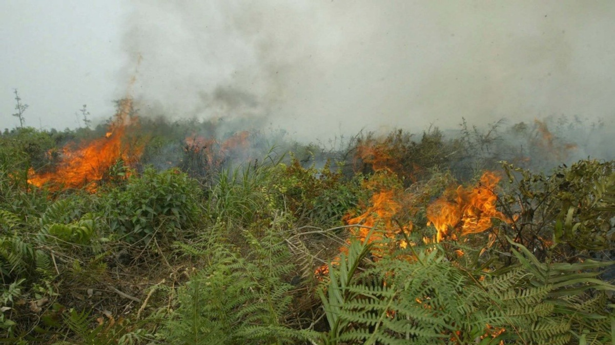 Indonesia Grapples with Escalating Forest Fire Crisis as West Kalimantan Hotspots Surge