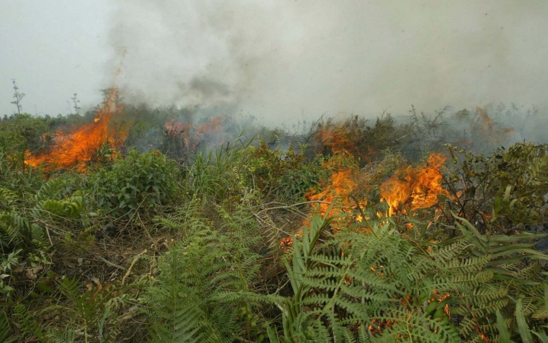 Indonesia Grapples with Escalating Forest Fire Crisis as West Kalimantan Hotspots Surge