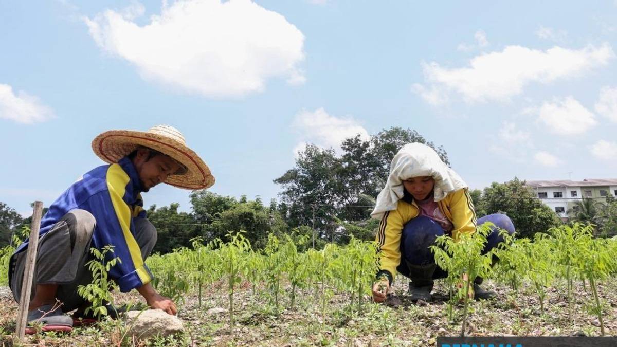 Extreme Heat Grips 17 Malaysian Regions, Crushing Crop Yields and Farm Productivity