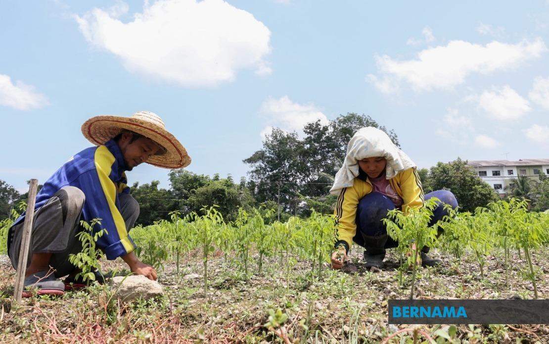Extreme Heat Grips 17 Malaysian Regions, Crushing Crop Yields and Farm Productivity
