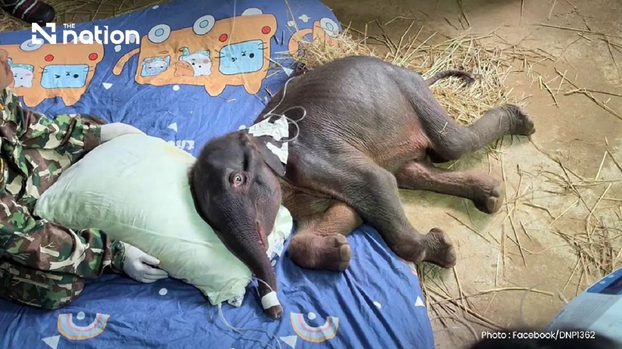 Thailand's Orphaned Wild Elephant Calf Dies Despite Intensive Care Efforts