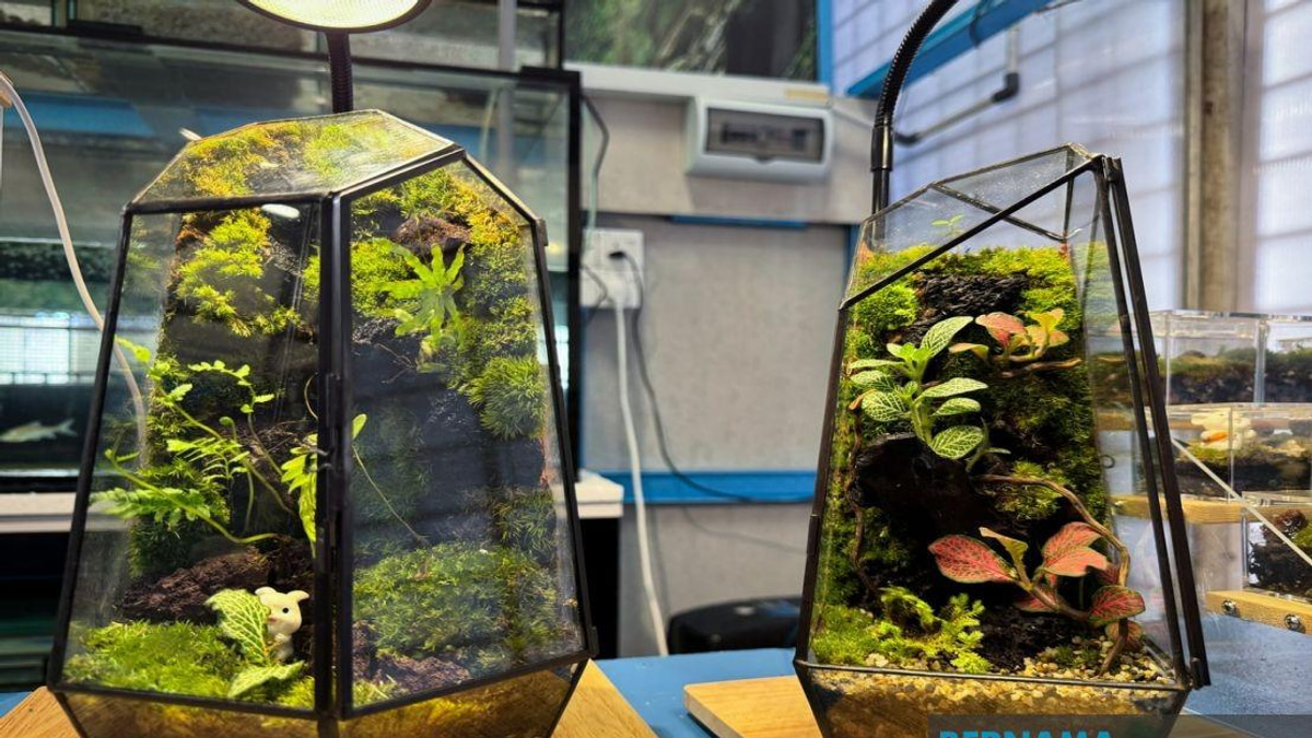From YouTube Hobby to Business: How a Jeli Polytechnic Student Masters the Art of Terrarium Design