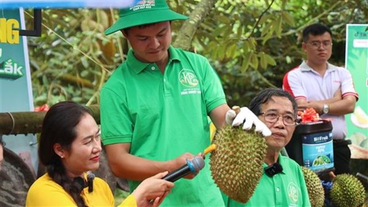 Vietnam's Durian Export System Faces Overhaul Amid Corruption Crackdown