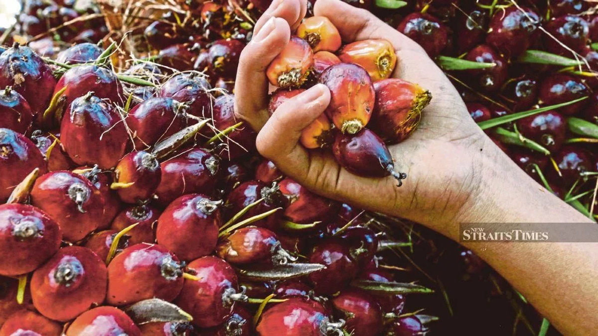 Ex-KLK Worker Faces Court Over Alleged Palm Oil Stock Concealment