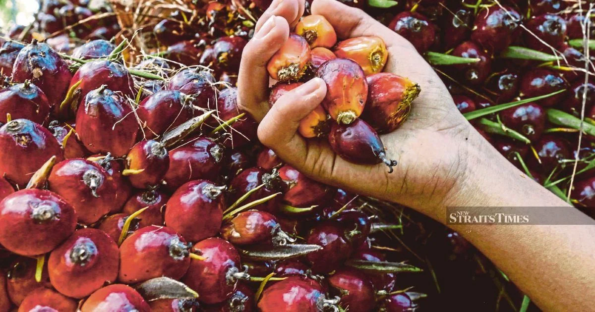 Ex-KLK Worker Faces Court Over Alleged Palm Oil Stock Concealment