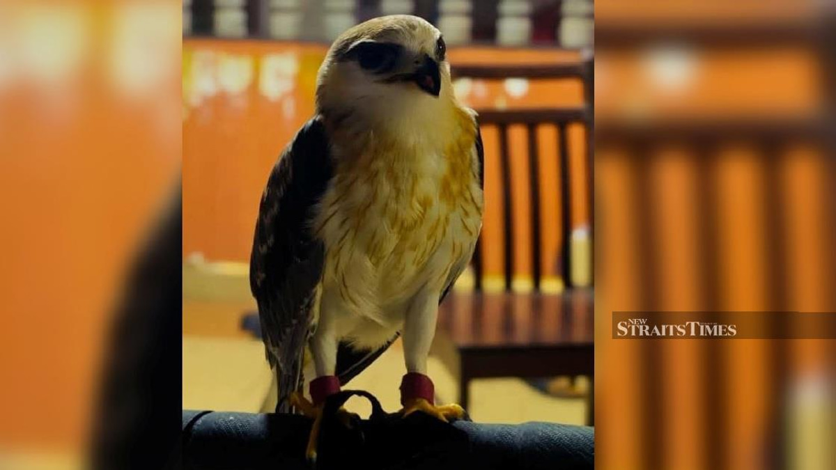 Police Bust Illegal Raptor Ring: Man Arrested Over RM100,000 Black-winged Kite in Kapar