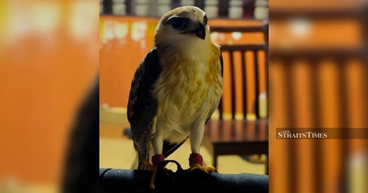 Police Bust Illegal Raptor Ring: Man Arrested Over RM100,000 Black-winged Kite in Kapar