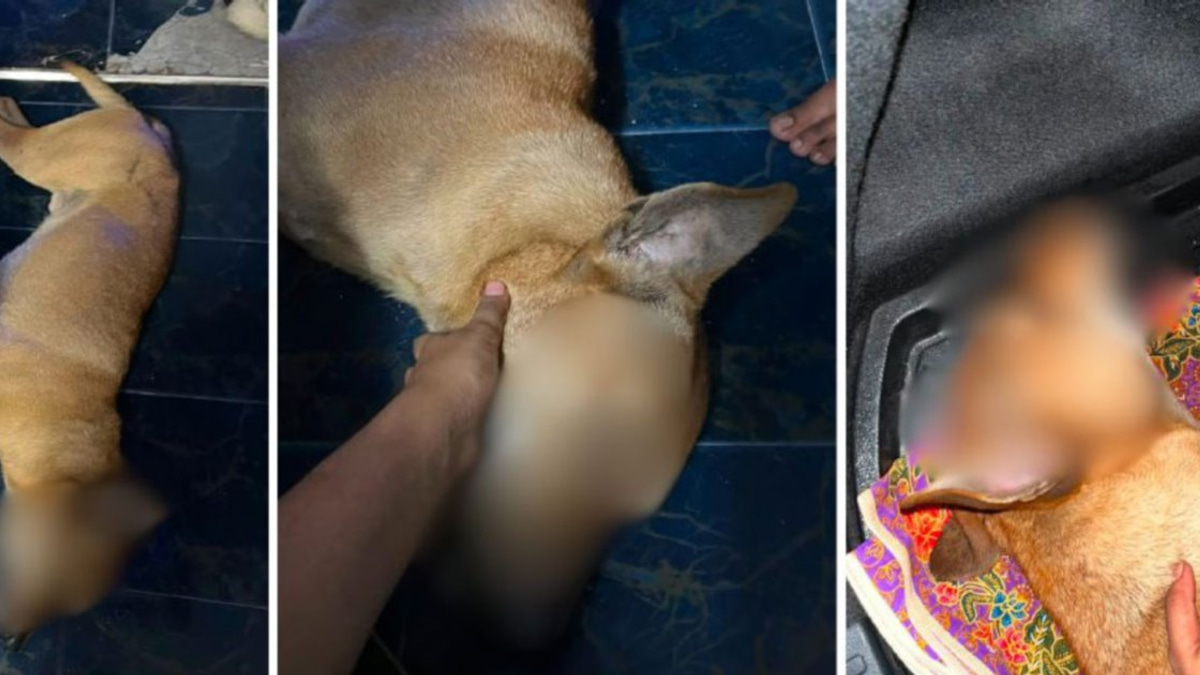 Selangor DVS launches formal probe into Rocky abuse video, files police report