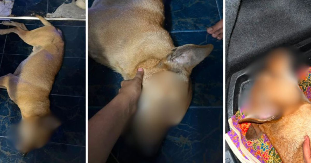 Selangor DVS launches formal probe into Rocky abuse video, files police report