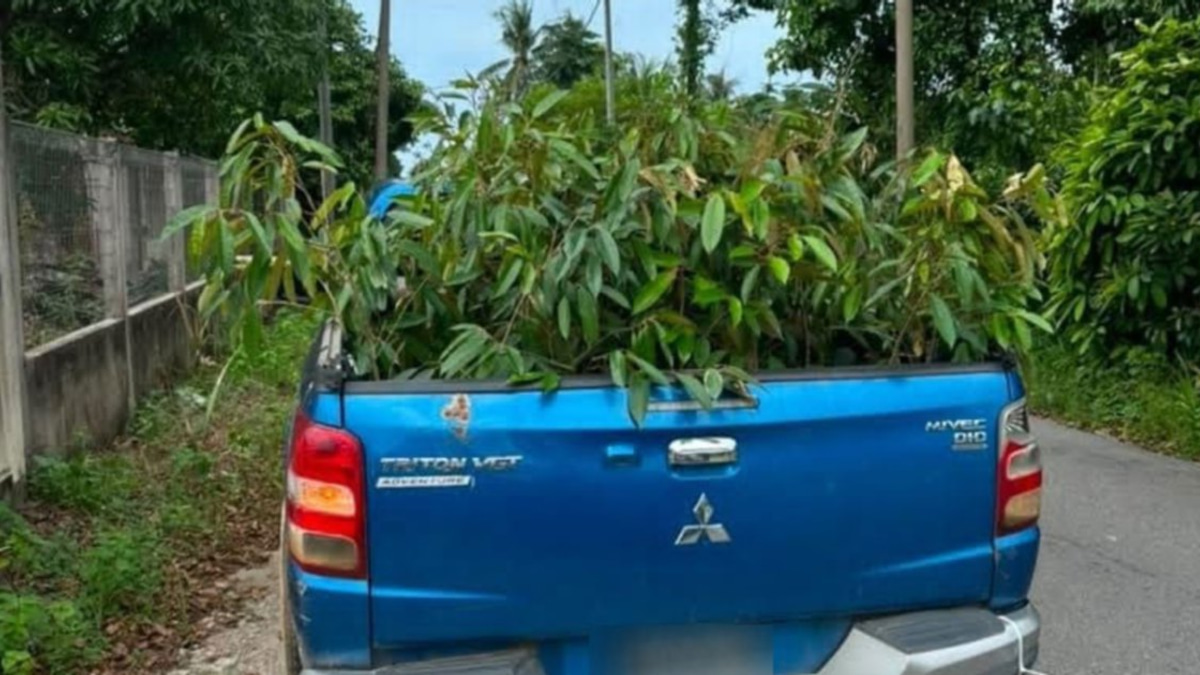 Man arrested with 52 smuggled durian saplings from Thailand