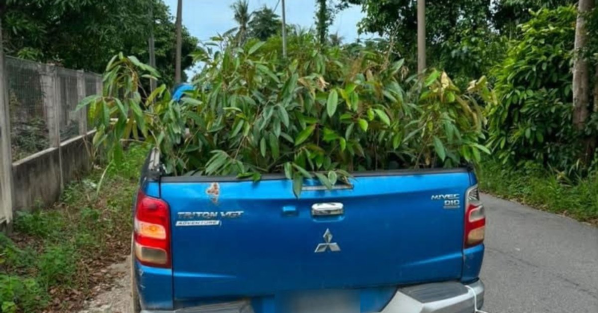Man arrested with 52 smuggled durian saplings from Thailand