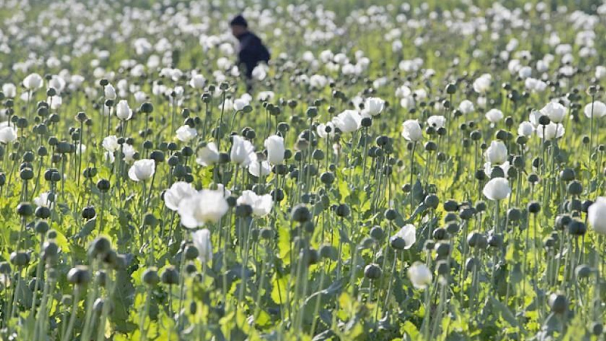 Myanmar authorities seize 17.6 kg of heroin and million stimulant pills in major drug busts