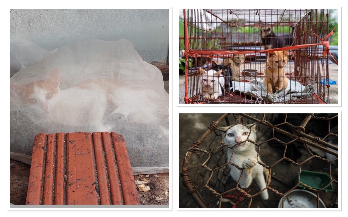 Superstition Drives Brutal Cat Meat Trade Across Indochina Despite Public Opposition