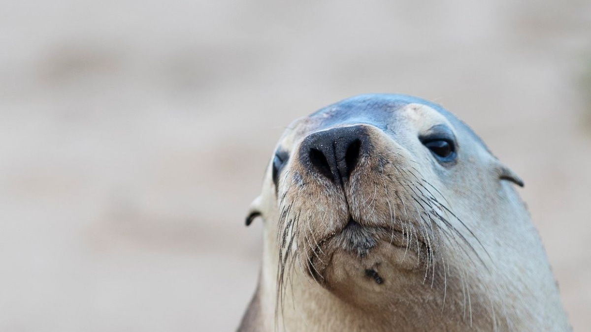 H5N1 Bird Flu Threatens Australia's Endangered Sea Lions as Outbreak Spreads