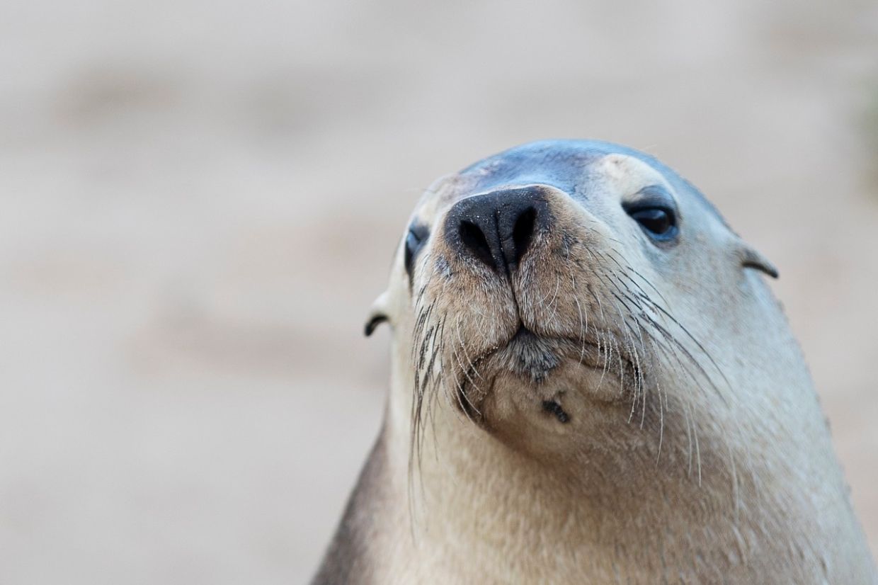H5N1 Bird Flu Threatens Australia's Endangered Sea Lions as Outbreak Spreads