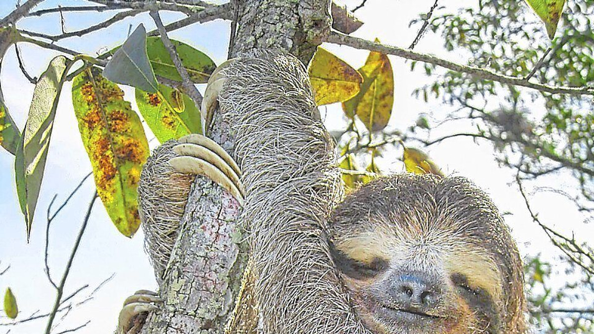 Sloth 'jumping genes' offer fresh insights into human ageing and metabolic disease