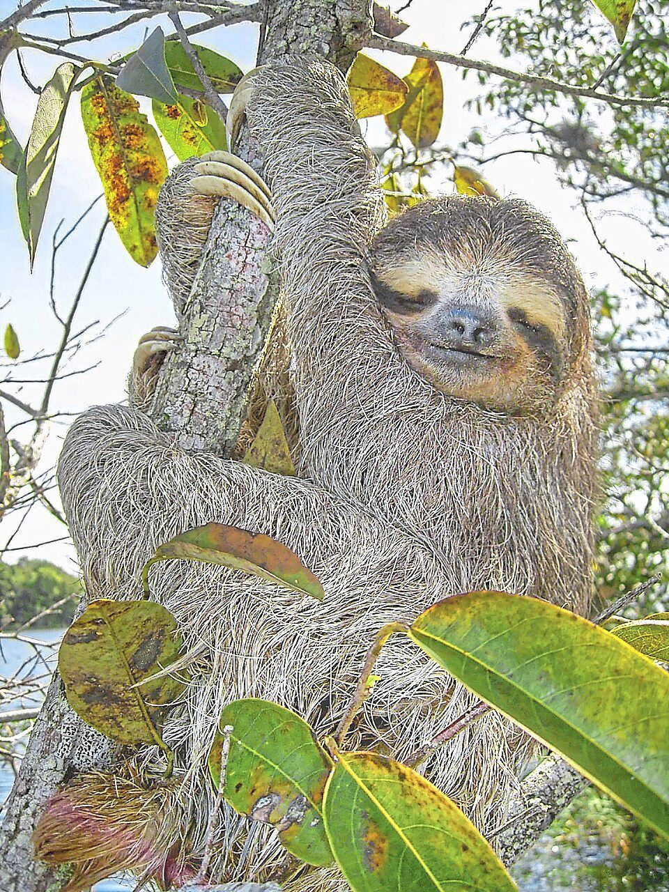 Sloth 'jumping genes' offer fresh insights into human ageing and metabolic disease