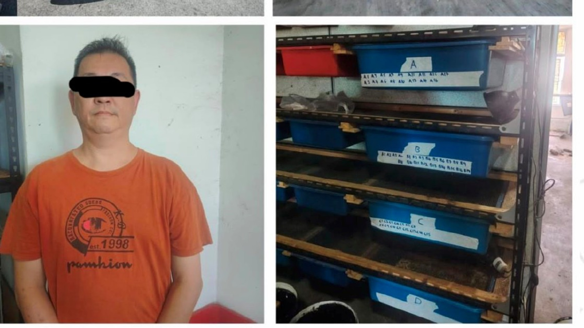 Man Arrested as Police Rescue 89 Protected Turtles, Tortoises in Kedah Raids
