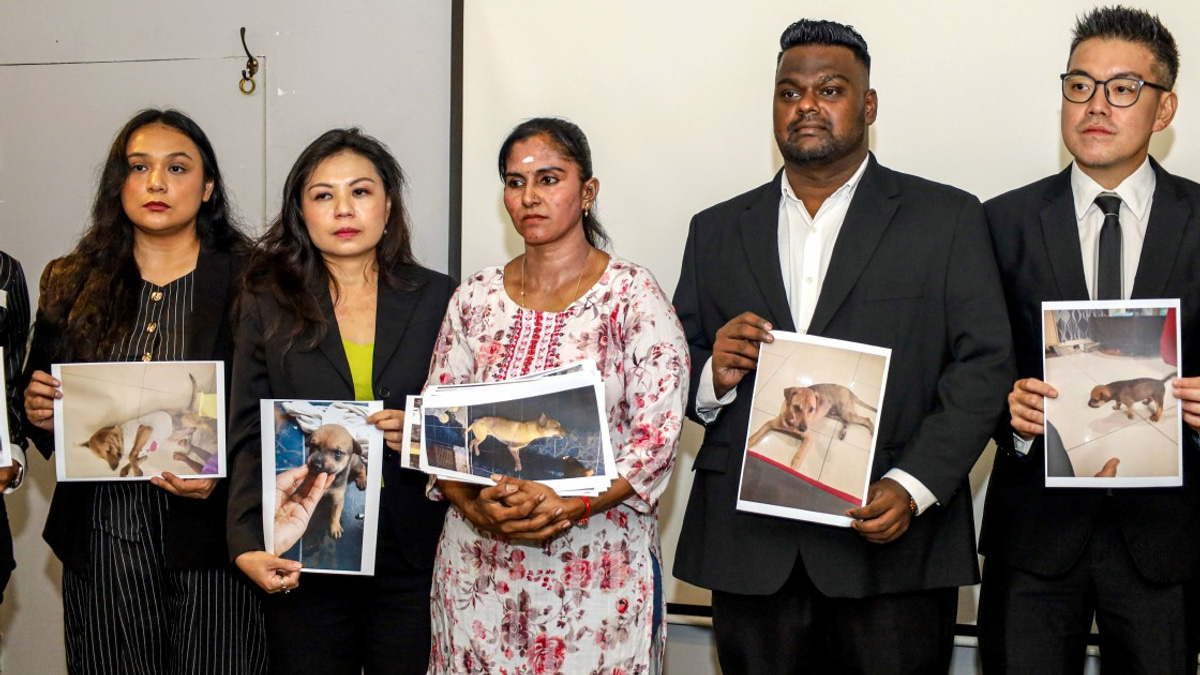 Death of Rocky prompts urgent calls for transparent inquiry into stray dog capture procedures