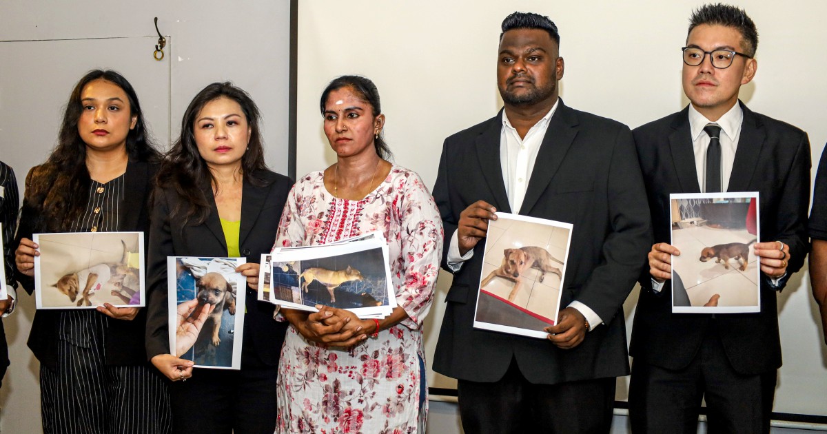 Death of Rocky prompts urgent calls for transparent inquiry into stray dog capture procedures