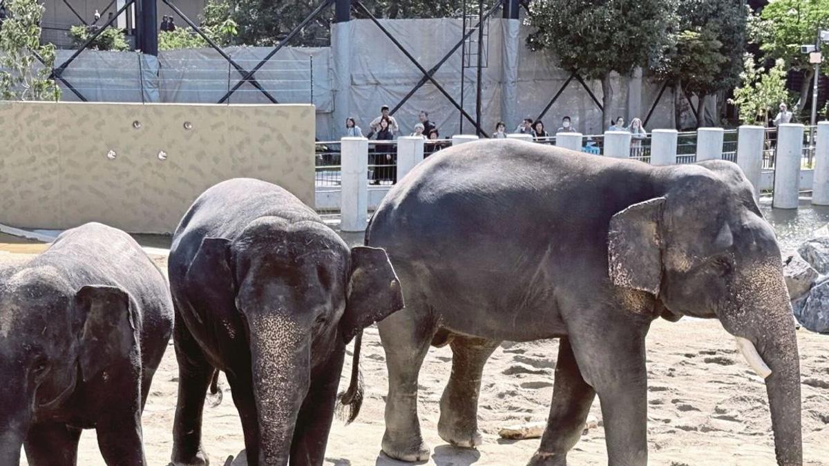 MACC Opens Investigation into Zoo Taiping Elephant Transfer to Japan