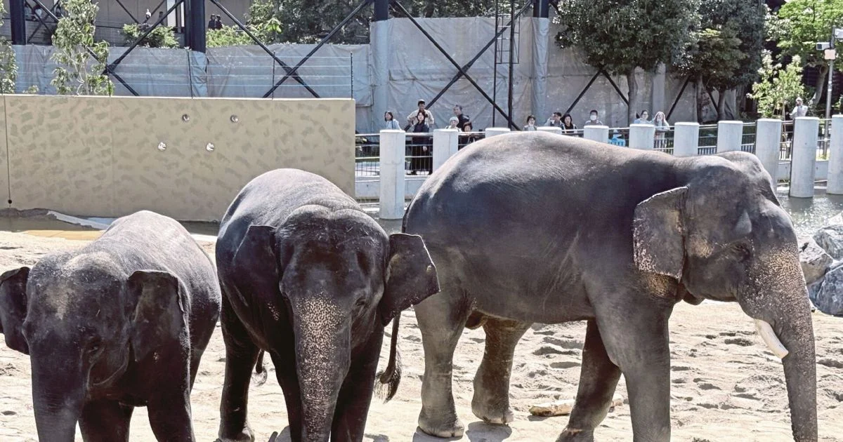 MACC Opens Investigation into Zoo Taiping Elephant Transfer to Japan