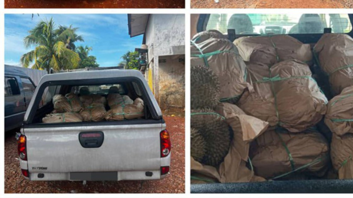 GOF Busts Major Durian Smuggling Operation at Kelantan Jetty