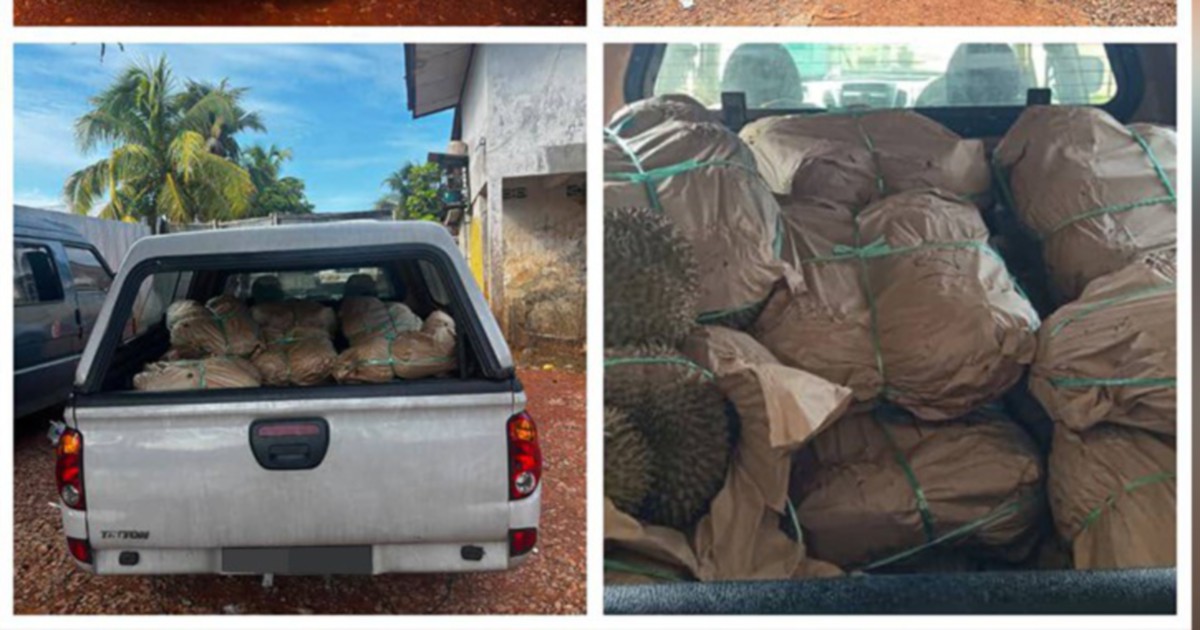 GOF Busts Major Durian Smuggling Operation at Kelantan Jetty