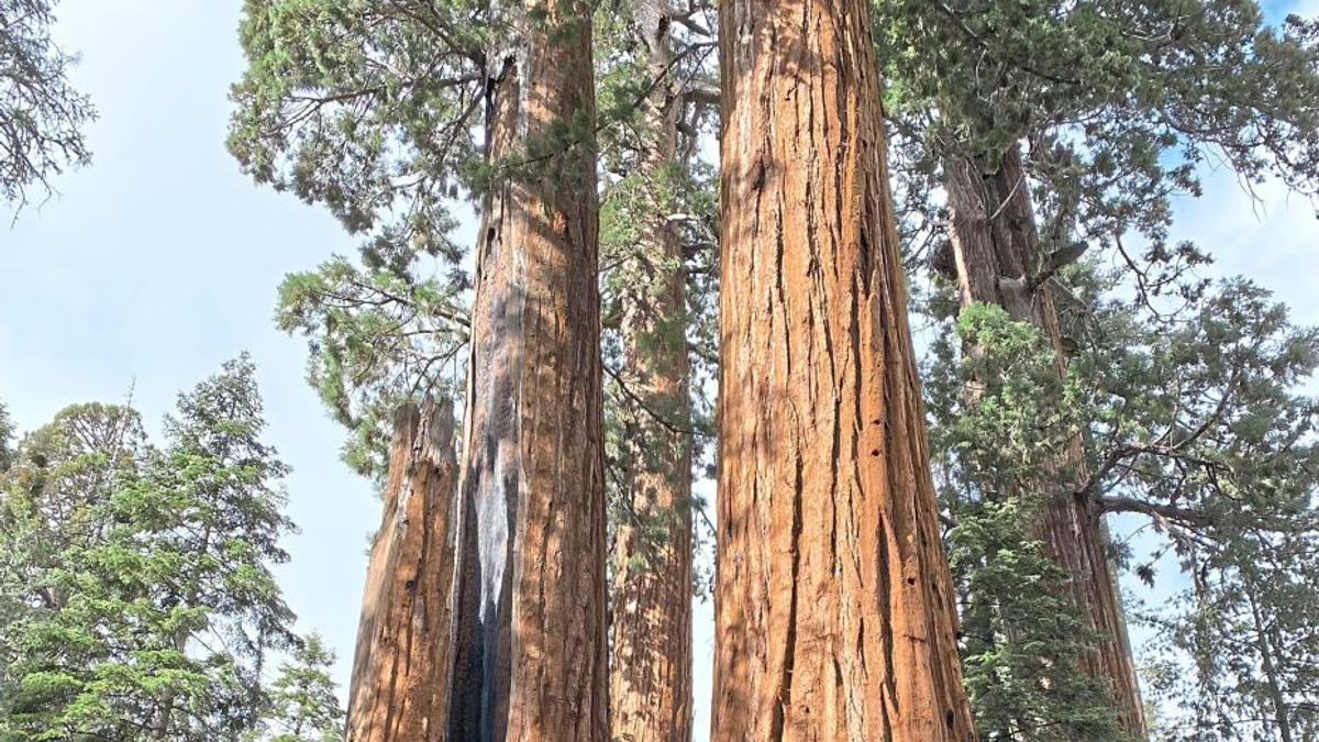 California's Ancient Sequoias: A Massive Restoration Effort Takes Root