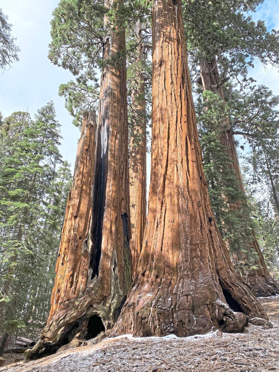 California's Ancient Sequoias: A Massive Restoration Effort Takes Root