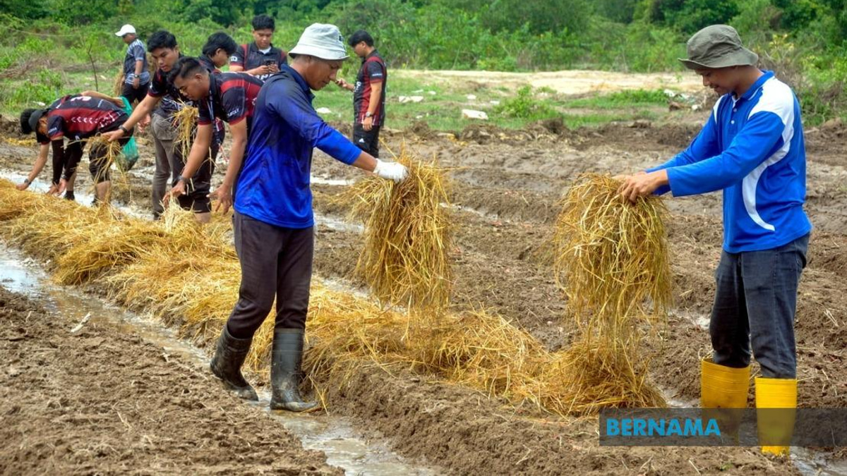 Malaysia's Agricultural TVET Employment Climbs to 76%, but Skills Gap Persists
