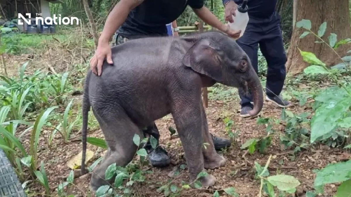 Young Wild Elephant Calf Fights for Life After Rescue from Thai Riverbank