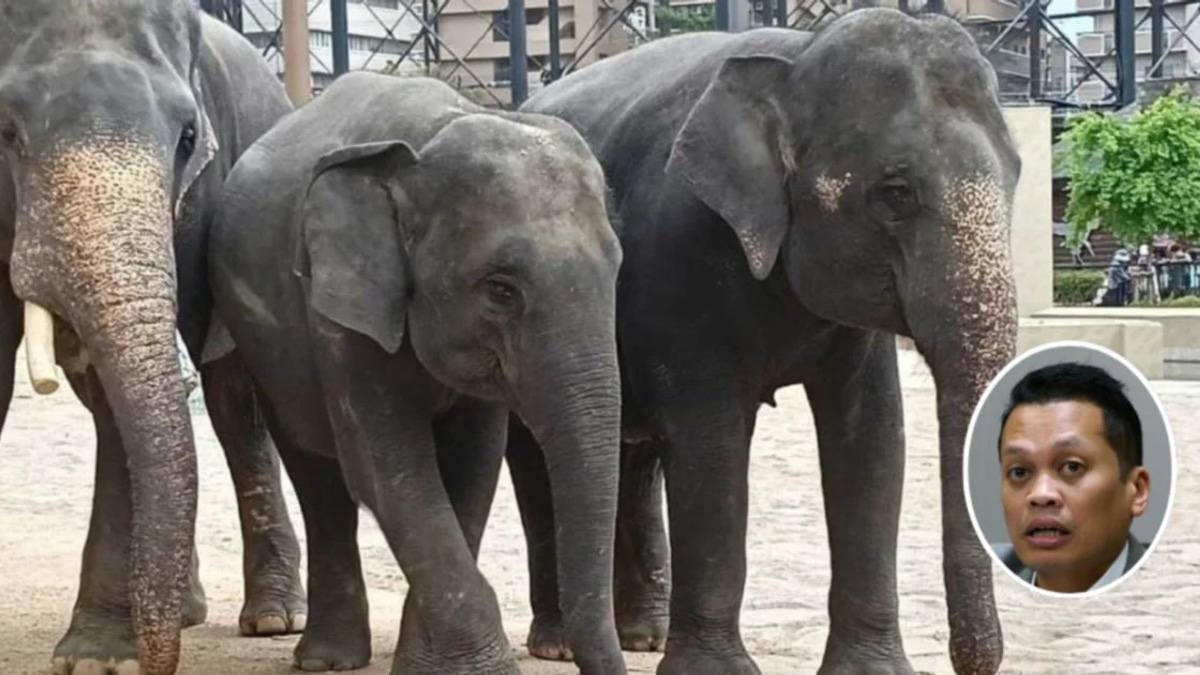 Nik Nazmi Denies Involvement in RM53 Million Elephant Transfer Dispute