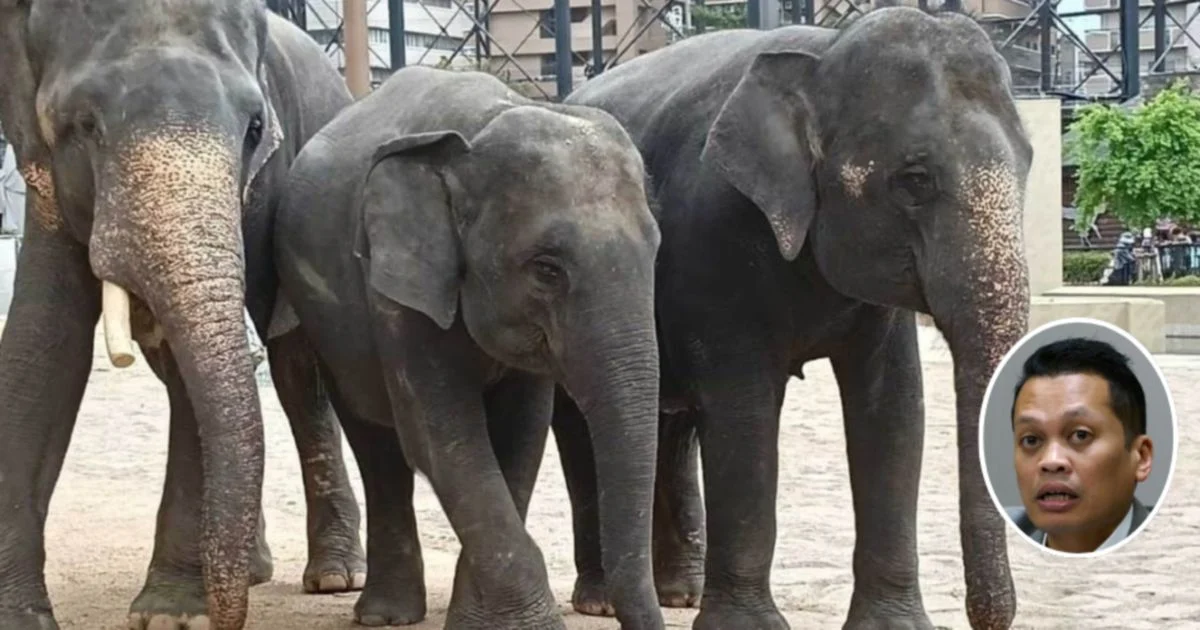 Nik Nazmi Denies Involvement in RM53 Million Elephant Transfer Dispute
