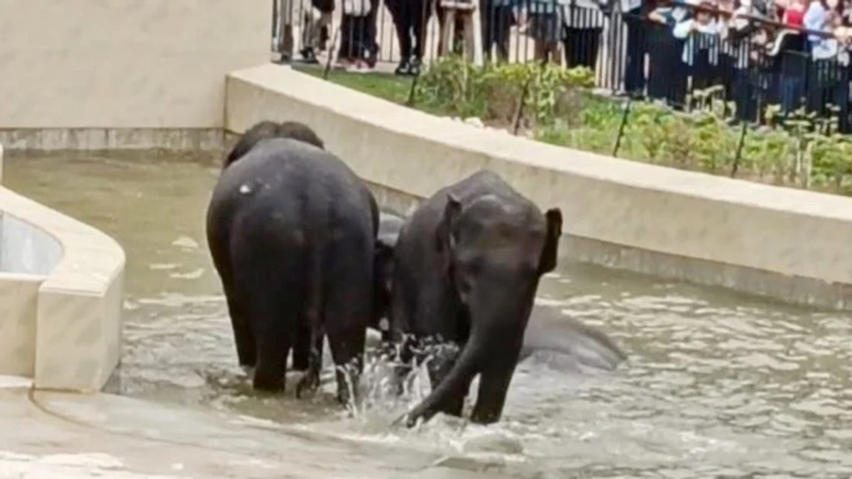 MACC's Investigation into Taiping Council's Elephant Transfer Focuses on Documentary Evidence