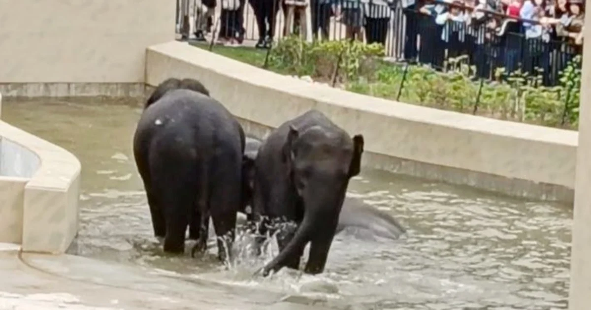 MACC's Investigation into Taiping Council's Elephant Transfer Focuses on Documentary Evidence