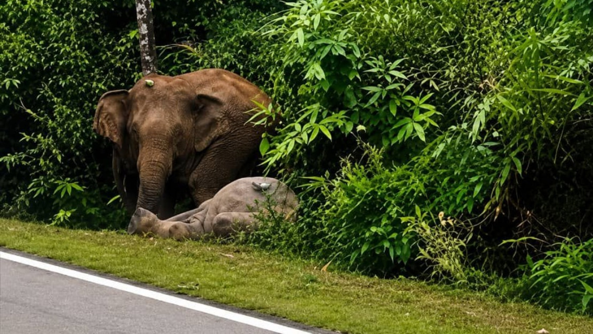 Mother Elephant Grieves Calf Killed on Mersing Highway, Echoing Gerik Tragedy