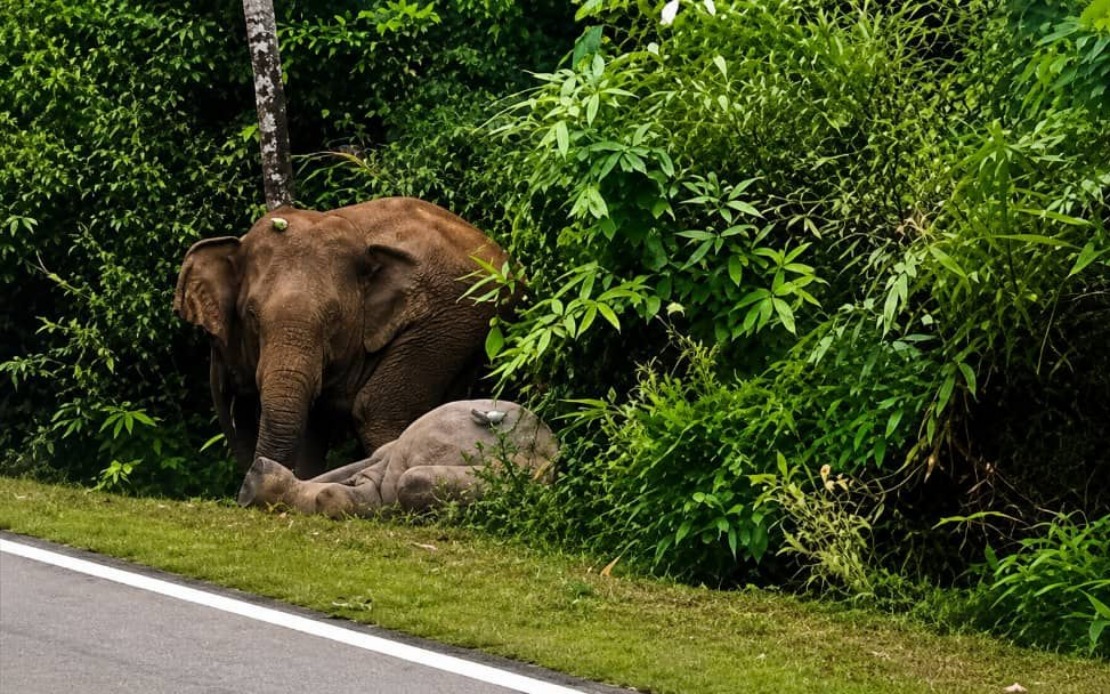 Mother Elephant Grieves Calf Killed on Mersing Highway, Echoing Gerik Tragedy