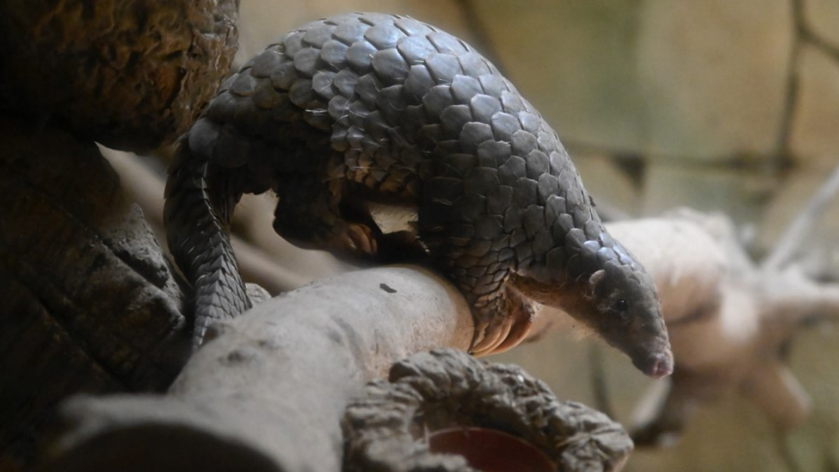 Indonesia arrests suspected pangolin trafficker as enforcement targets international smuggling networks