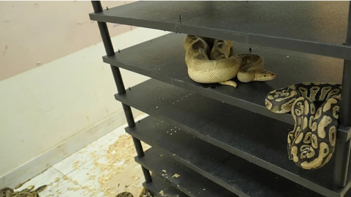 Chinese Man Sentenced to Prison for Illegal Breeding of 300 Pythons Discovered Through Electricity Audit